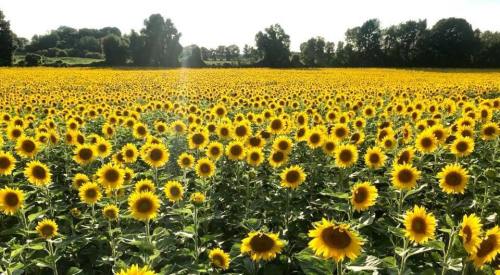 A vast field of bright yellow sunflowers under a clear sky, surrounded by trees in the background.