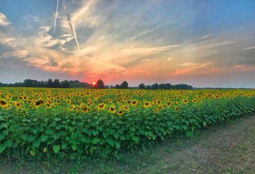 A vibrant sunflower field at sunset, with a colorful sky and a few clouds in the background.