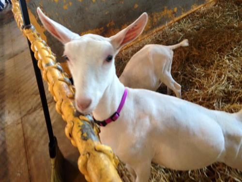 A white goat with a purple collar stands near a yellow fence in a barn, with straw scattered on the ground.