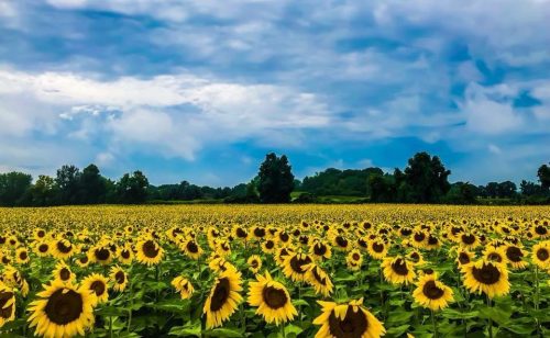 A vibrant field of sunflowers under a cloudy blue sky, with lush greenery in the background.