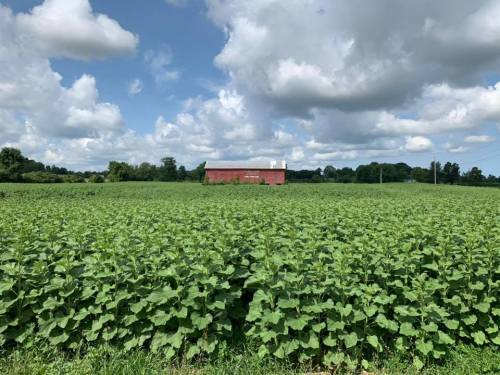 A lush green field of crops with a red barn in the background under a partly cloudy sky.