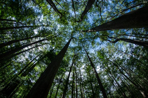 Looking up at tall trees in a lush forest, with a bright blue sky peeking through the green canopy.