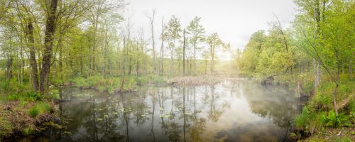 A serene, misty wetland scene with lush greenery and calm water reflecting the trees and sky.