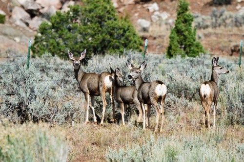 A group of deer stands in a grassy area, surrounded by shrubs and trees, with a rocky background.