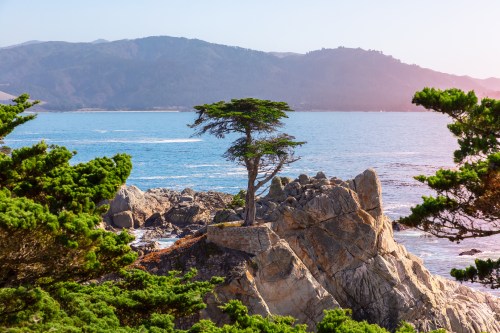 A lone tree stands on rocky cliffs by the ocean, with mountains in the background and gentle waves lapping at the shore.