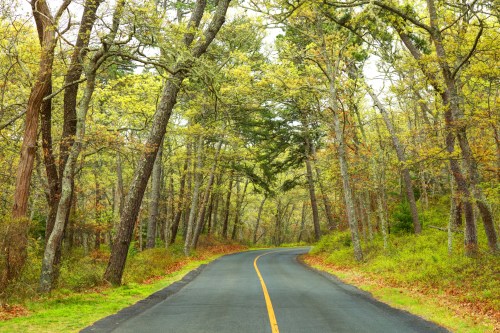 A winding road surrounded by lush green trees and foliage, creating a serene, natural landscape.