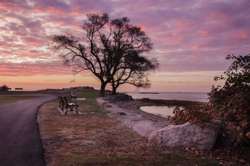 A serene landscape at dusk featuring a tree by a calm water body, with a path and a bench in the foreground.
