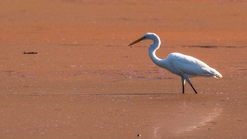 A white egret stands in shallow water, holding a small fish in its beak against a sandy, sunlit background.