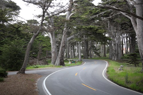 A winding road surrounded by tall trees and lush greenery, creating a serene, natural landscape.