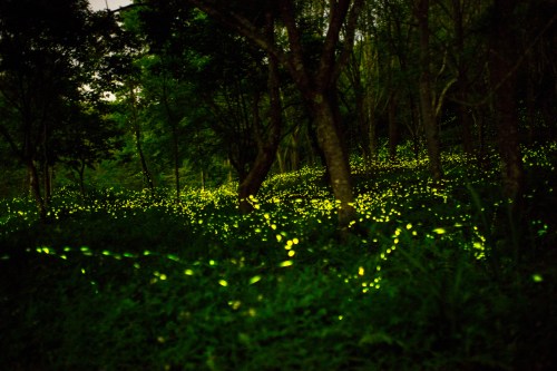 A forest scene illuminated by glowing fireflies, creating a magical, twinkling effect among the trees and grass.