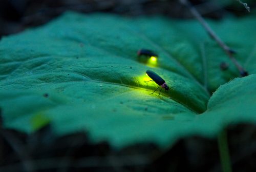 Two fireflies glow softly on a large green leaf in a dark, natural setting.
