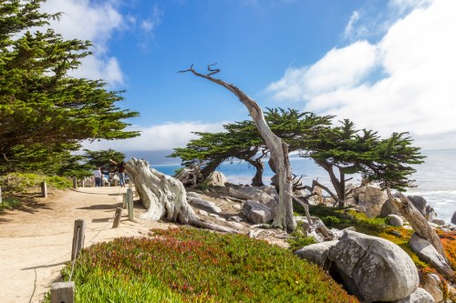 A scenic coastal path lined with trees and rocks, leading to the ocean under a partly cloudy sky.