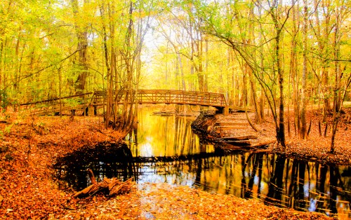 A serene autumn scene featuring a wooden bridge over a calm stream surrounded by vibrant fall foliage.