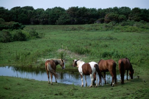 Four horses stand by a small pond in a lush green field, surrounded by trees and open grassland.