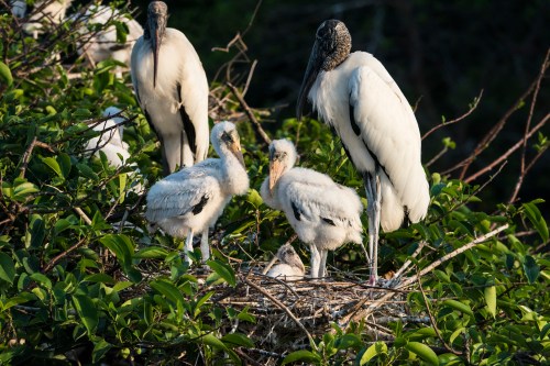 A group of storks and their fluffy chicks in a nest surrounded by green foliage.