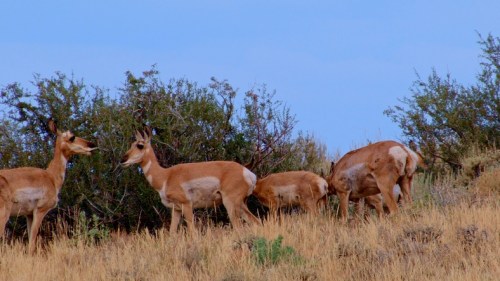 A group of pronghorn antelope grazing near shrubs on a grassy hillside under a blue sky.
