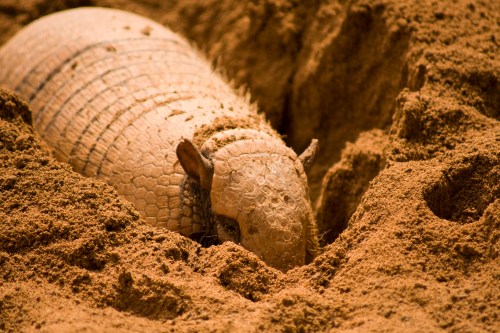 An armadillo partially buried in sandy soil, with its head and front legs visible.