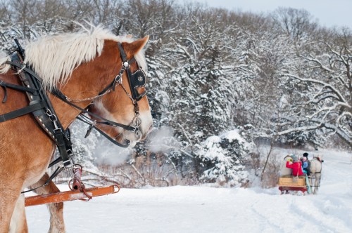A horse in harness stands in the snow, with a sled and people in winter attire in the background. Snowy trees are visible.