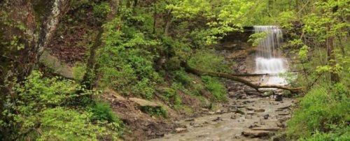 A serene forest scene featuring a small waterfall cascading over rocks, surrounded by lush green trees and foliage.