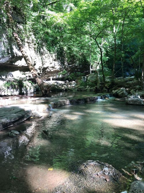 A serene forest scene featuring a clear stream surrounded by lush green trees and rocky banks.