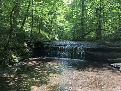 A serene forest scene featuring a small waterfall cascading over rocks into a clear pool, surrounded by lush greenery.