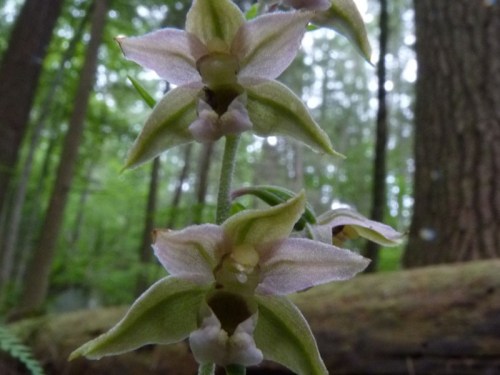 Close-up of delicate pale green and pink flowers growing in a forest, with soft focus on trees in the background.