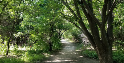 A serene dirt path winding through a lush, green forest with trees on either side.