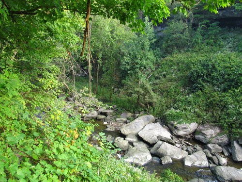 A serene landscape featuring a rocky stream surrounded by lush green trees and foliage.