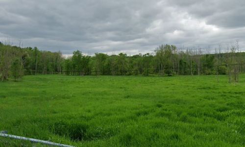 Lush green field under a cloudy sky, surrounded by trees and a distant power line.