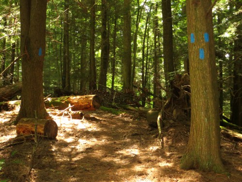 Sunlit forest scene with tall trees, some marked with blue paint, and fallen logs on the forest floor.