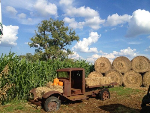 An old truck with hay bales and pumpkins, surrounded by cornfields under a blue sky with fluffy clouds.