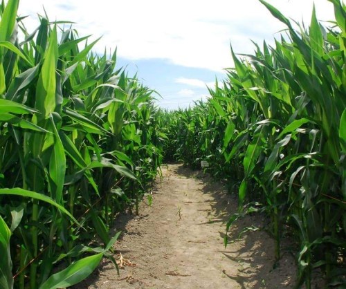 A narrow dirt path between tall, green corn plants under a bright blue sky.