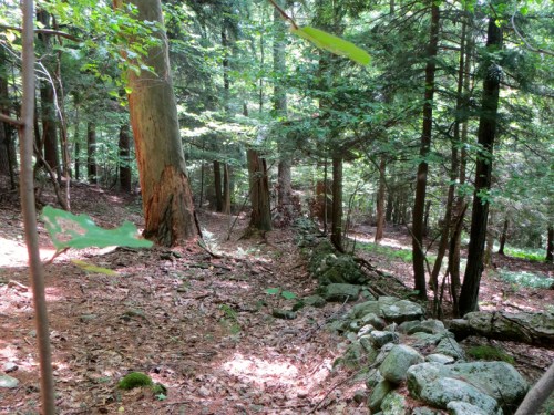 A serene forest scene with tall trees, dappled sunlight, and a stone wall partially covered in leaves.