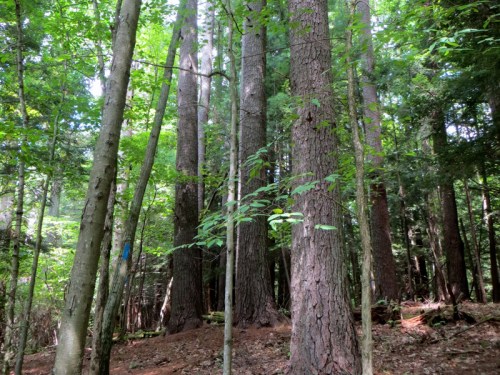 A dense forest with tall trees and lush green foliage, creating a serene and natural atmosphere.