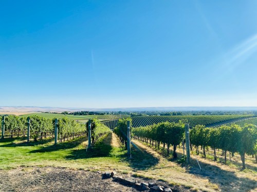 A scenic vineyard landscape under a clear blue sky, with rows of grapevines stretching into the distance.