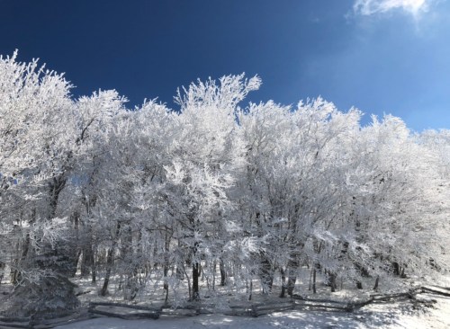 A snowy landscape with frosted trees under a clear blue sky.