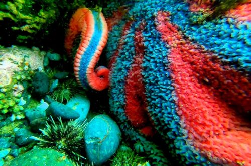 A vibrant underwater scene featuring colorful coral and marine life, with shades of blue, red, and orange.