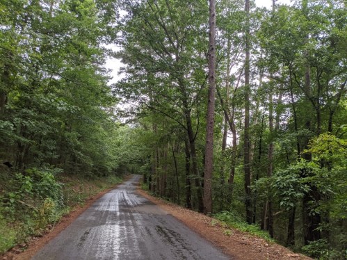 A winding, wet road surrounded by lush green trees in a forested area.