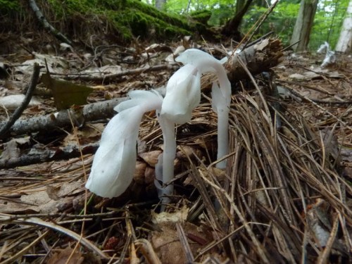 Three white ghost plants emerging from the forest floor, surrounded by pine needles and fallen leaves.