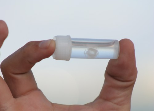 A person holds a clear test tube containing a small specimen against a blurred background.