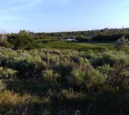 Lush green landscape with shrubs and trees, featuring a calm pond in the distance under a clear blue sky.