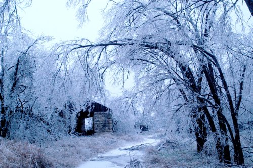 A winter scene with icy trees and a rustic shed, creating a serene, frosty landscape.