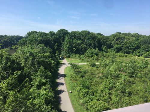 A scenic view of a winding path through lush green trees and vegetation under a clear blue sky.
