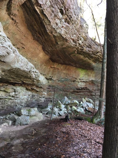 A rocky cliff with a large overhang, surrounded by trees and scattered rocks on the forest floor.