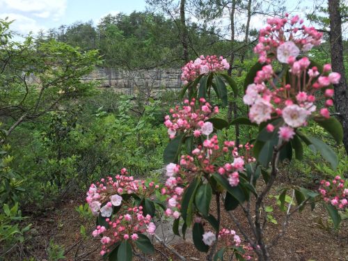 A cluster of pink and white flowers in the foreground, with a rocky cliff and greenery in the background.