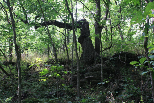 A gnarled tree stands among lush green foliage in a dense forest, with rocky ground visible beneath.