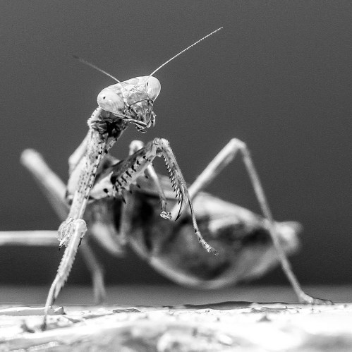 Close-up of a praying mantis in black and white, showcasing its distinctive features and posture.