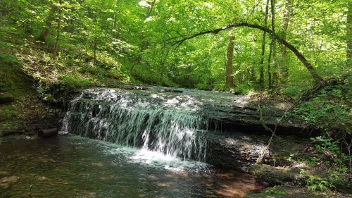 A serene forest scene featuring a small waterfall cascading over rocks, surrounded by lush green trees.
