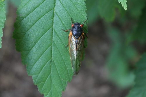A close-up of a cicada resting on a green leaf, showcasing its red eyes and detailed wings.