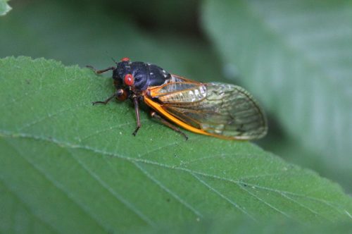 A close-up of a cicada resting on a green leaf, showcasing its vibrant orange and black body and transparent wings.